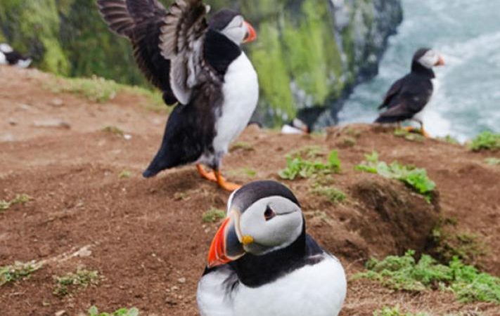 Puffins 2