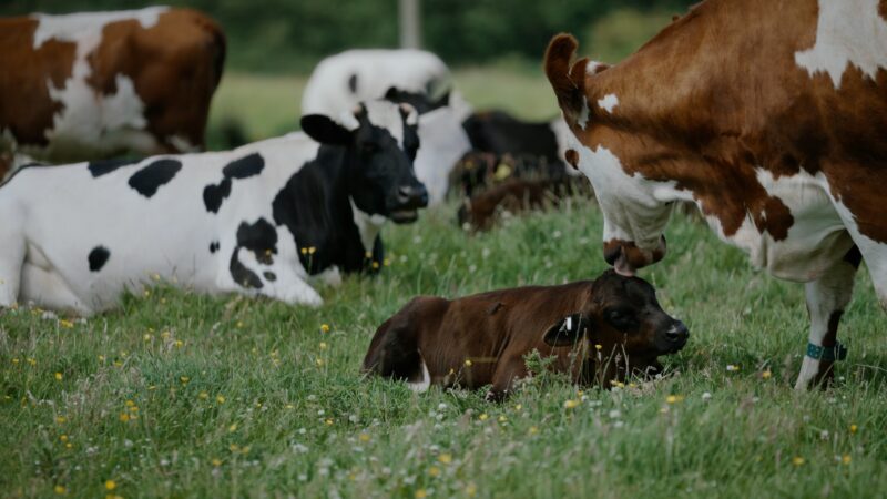 A Dairy Story
